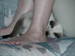 kittens - 071007 24